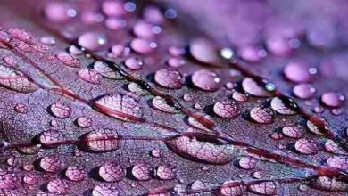 تفسير حلم المطر للمتزوجة: رمز الرزق والبركة في الحياة الزوجية 3 17 2