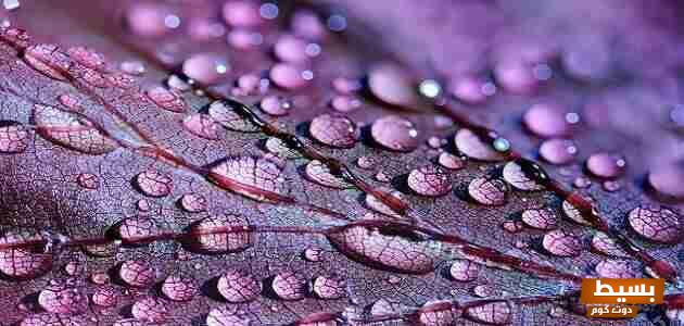 تفسير حلم المطر للمتزوجة: رمز الرزق والبركة في الحياة الزوجية 1 17 2