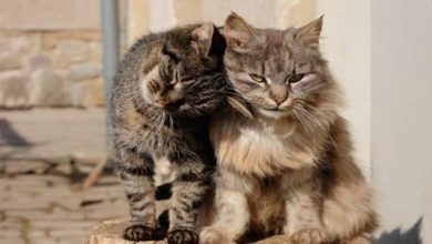 تفسير حلم طرد القطط من المنزل في المنام 4 25 21