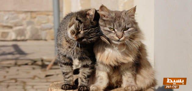 تفسير حلم طرد القطط من المنزل في المنام 1 25 21