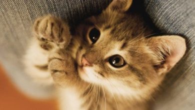 تفسير حلم قطة برأسين في المنام: رؤية غريبة تحمل دلالات مدهشة ومعاني عميقة! 3 46 8