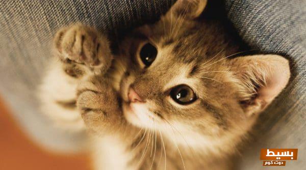 تفسير حلم قطة برأسين في المنام: رؤية غريبة تحمل دلالات مدهشة ومعاني عميقة! 1 46 8