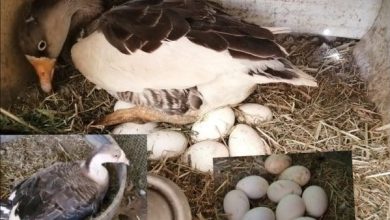 <p><strong>تفسير حلم بيض النعام في المنام: كنز من الرموز والدلالات التي تنتظرك!</strong></p> 5 Interpretation of a dream about ostrich eggs in a dream