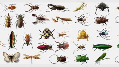 تفسير الحشرات الغريبة في الحلم: فهم دلالاتها العميقة وتأثيرها على حياتك اليومية! 3 تفسير الحشرات الغريبة في الحلم