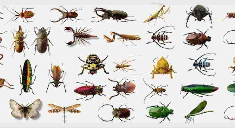 تفسير الحشرات الغريبة في الحلم: فهم دلالاتها العميقة وتأثيرها على حياتك اليومية! 1 تفسير الحشرات الغريبة في الحلم