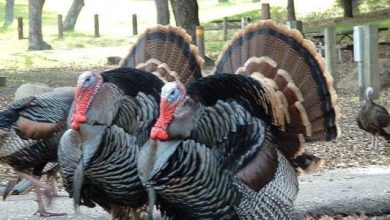 <p><strong>تفسير حلم الديك الرومي لابن سيرين: secrets الخفية ومعاني مثيرة وراء هذا الرمز الغامض</strong></p> 3 تفسير حلم الديك الرومي لابن سيرين