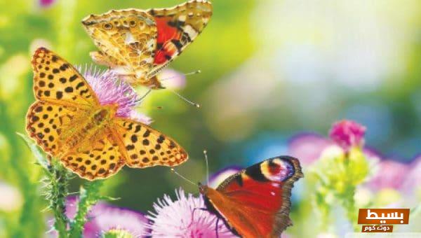 تفسير حلم رؤية الفراشة في المنام لابن سيرين: دلالات عميقة تأسر الروح وتفتح أبواب الأمل! 1 تفسير رؤية الفراشة في المنام
