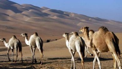 عبارات ملهمة عن البدو قصيرة تأملات في حياة الأصالة والكرم والجمال الطبيعي 4 109860