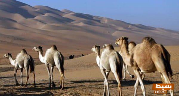 عبارات ملهمة عن البدو قصيرة تأملات في حياة الأصالة والكرم والجمال الطبيعي 1 109860