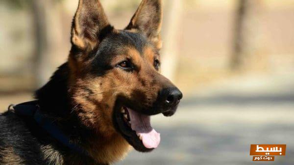 ما حكم تربية الكلاب في الإسلام: اكتشف الحقيقة الفقهية وتأثيرها على حياة المسلمين 4 124 1