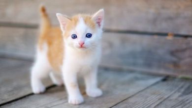 حلمت إني ولدت قطة وأنا متزوجة: رحلة غير متوقعة إلى عوالم غامضة ورموزs غريبة في حياتي 6 1730436123 تفسير رؤية القطة السوداء أو البيضاء في الحلم 1