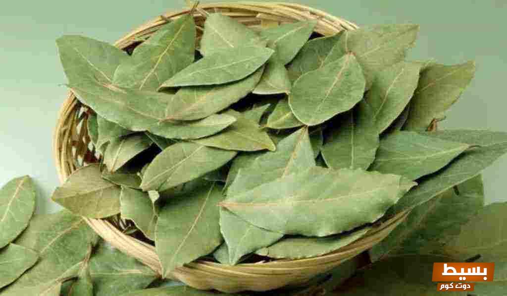 فوائد ورق الغار للتنحيف السريع: اكتشف السر الفعال لتحقيق الوزن المثالي! 7 190123055659108 رجيم ورق الغار