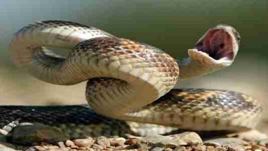 <p><strong>تفسير حلم الثعبان تحت السرير: كشف الأسرار والخبايا وراء هذا الرمز المثير للقلق</strong></p> 6 26