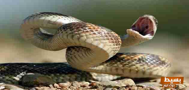 <p><strong>تفسير حلم الثعبان تحت السرير: كشف الأسرار والخبايا وراء هذا الرمز المثير للقلق</strong></p> 1 26