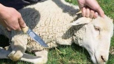 هل يجوز ذبح العقيقة بعد سنوات؟ اكتشف الإجابة المذهلة التي ستغير نظرتك! 6 31