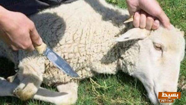 هل يجوز ذبح العقيقة بعد سنوات؟ اكتشف الإجابة المذهلة التي ستغير نظرتك! 1 31