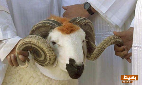 شروط المضحي لغير الحاج: دليل مفصل لضمان قبول الأضحية وتحقيق الأجر العظيم 3 33598558462 233003239 1200x720 scaled