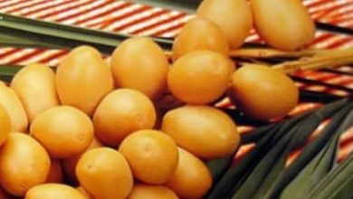 <p><strong>تفسير حلم قطف الرطب من النخلة: دلالات ورموز تعكس الخيرات والبركات في حياتك</strong></p> 5 39 16