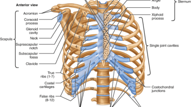 ألم شديد ومفاجئ عند الضغط على عظمة القص ما الأسباب وكيفية التعامل معه 6 438215 1 En 9 Fig1 HTML