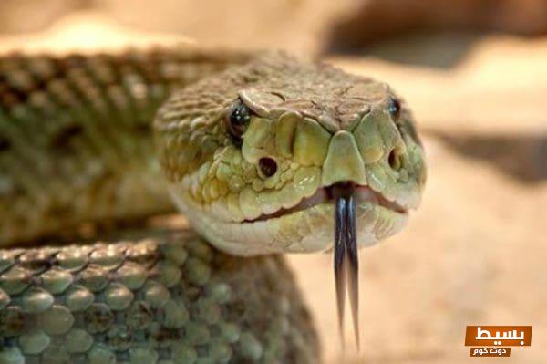 تفسير حلم رؤية الميت يقتل ثعبان: ما وراء الرموز والدلالات العميقة لهذا المنام الغامض 1 54 3