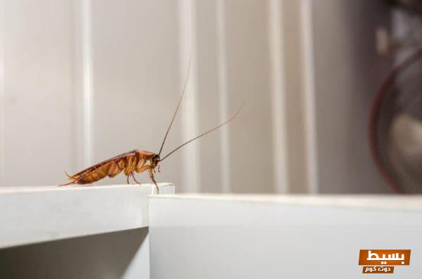 <p><strong>قتلت الصرصور في المنام للعزباء: رؤية غامضة تحمل دلالات مفاجئة!</strong></p> 1 547