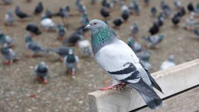 حلم صيد الحمام بالبندقية: رحلة مثيرة نحو المغامرة والحرية في أحضان الطبيعة 4 69451