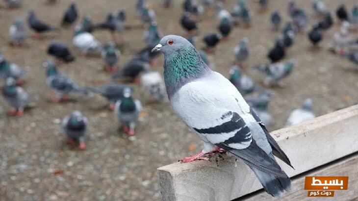 حلم صيد الحمام بالبندقية: رحلة مثيرة نحو المغامرة والحرية في أحضان الطبيعة 1 69451