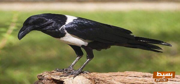 هل الغراب هو أول حيوان خلقه الله؟ اكتشف الأسرار والرؤى الخفية! 6 70 3