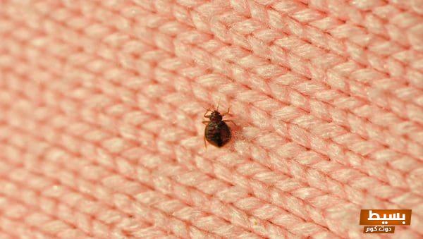 حلمت أني بموت حشرات البق: رمز غير متوقع للتحرر والراحة للمتزوجة 1 714 3