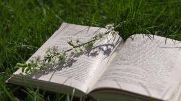 book grass nature spring