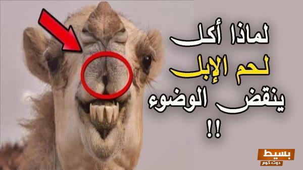 لماذا أكل لحم الإبل ينقض الوضوء؟ اكتشف الدلالات الدينية والعلمية وراء هذا الحكم! 1 dcd2b45c7ed60477588ef7cc43891087