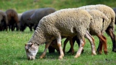 <p><strong>توزيع الأضحية حسب الشرع دليل شامل لفهم الأصول والآداب الشرعية لتحقيق المنافع الروحية والمجتمعية</strong></p> 6 أحاديث نبوية صحيحة عن الأضحية