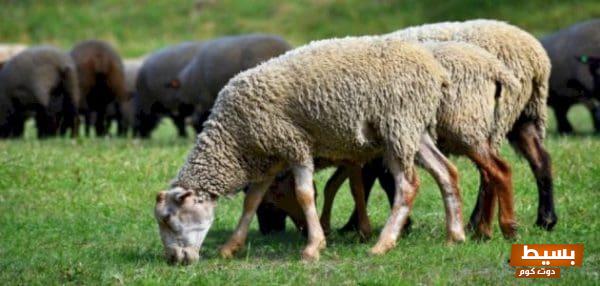 <p><strong>توزيع الأضحية حسب الشرع دليل شامل لفهم الأصول والآداب الشرعية لتحقيق المنافع الروحية والمجتمعية</strong></p> 1 أحاديث نبوية صحيحة عن الأضحية