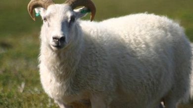 شروط الأضحية من الغنم ذكر أم أنثى اكتشف التفاصيل المهمة التي ستساعدك في اختيار الأضحية المثالية! 2 أحاديث نبوية صحيحة عن الأضحية