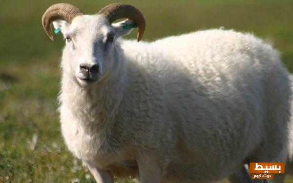 شروط الأضحية من الغنم ذكر أم أنثى اكتشف التفاصيل المهمة التي ستساعدك في اختيار الأضحية المثالية! 1 أحاديث نبوية صحيحة عن الأضحية