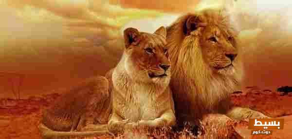 أمثال بدوية عن عزة النفس دروس ملهمة من حكمة البدو وتجاربهم الأثيرة 1 أقوال الإمام علي عن عزة النفس