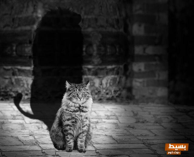 إليك العنوان المعزز "ألعاب ذهنية مذهلة لتقوية العقل وتحفيز التفكير الإبداعي" 1 ألعاب ذهنية يستخدمها الرجل النرجسي