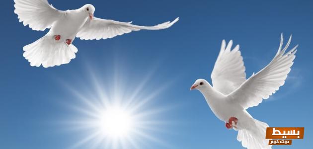 بحث شامل حول السلام تأثيره وأهميته في تعزيز التعايش السلمي وترسيخ القيم الإنسانية بالمقدمة والخاتمة 6 أهمية السلام للفرد والمجتمع