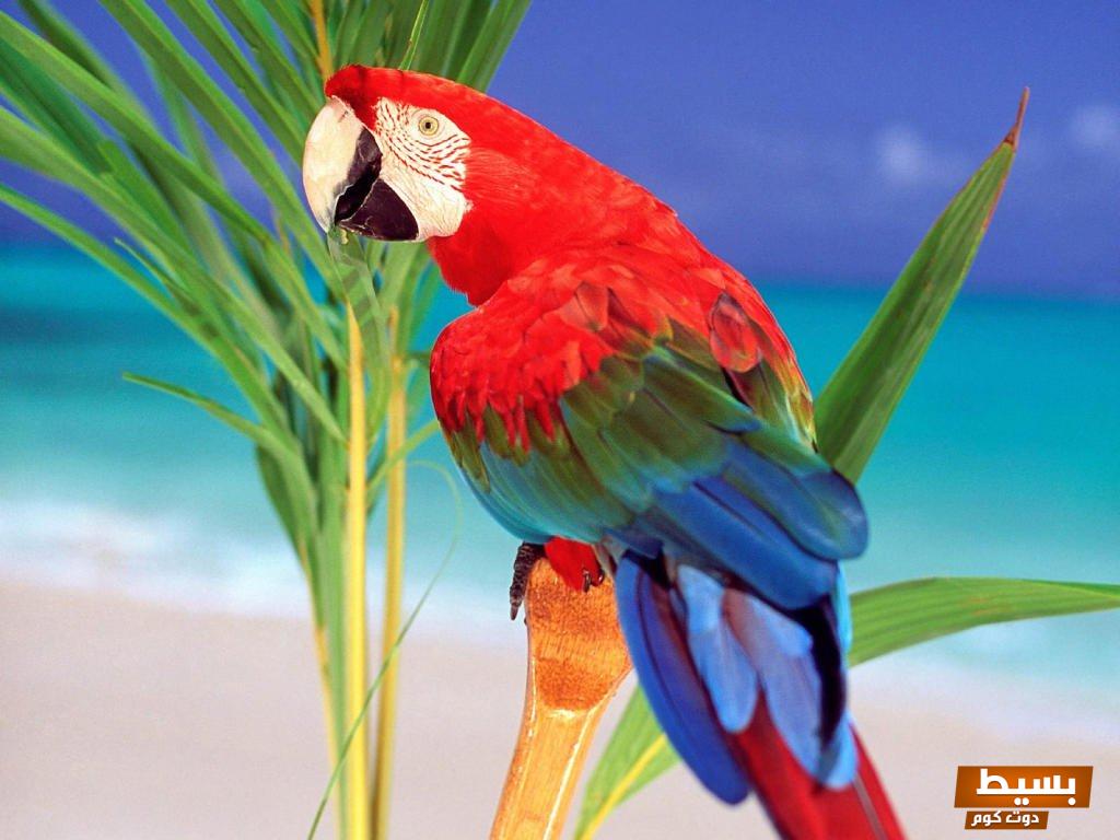 ما هو تفسير رؤية الببغاء في المنام اكتشف الأسرار الغامضة والمعاني العميقة التي تحملها هذه الرؤية العجيبة! 3 الببغاء في المنام