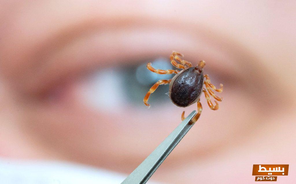 تعرف على معنى التخلص من القراد في المنام بالتفصيل 7 التخلص من القراد في المنام