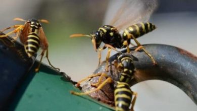 الهروب من الدبور في المنام للمتزوجة: رمز للتحرر من الضغوطات وتحقيق الأمان النفسي! 4 التخلص من الدبابير scaled