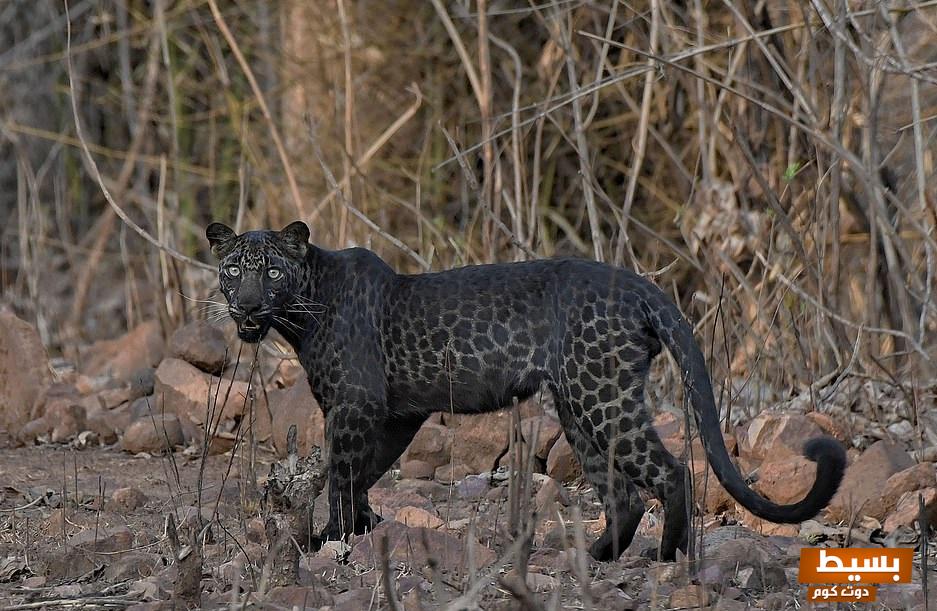 تفسير رؤية النمر الأسود في المنام كشف المعاني العميقة والرسائل الروحية وراء هذا الرمز القوي والمثير! 5 النمر الاسود في المنام