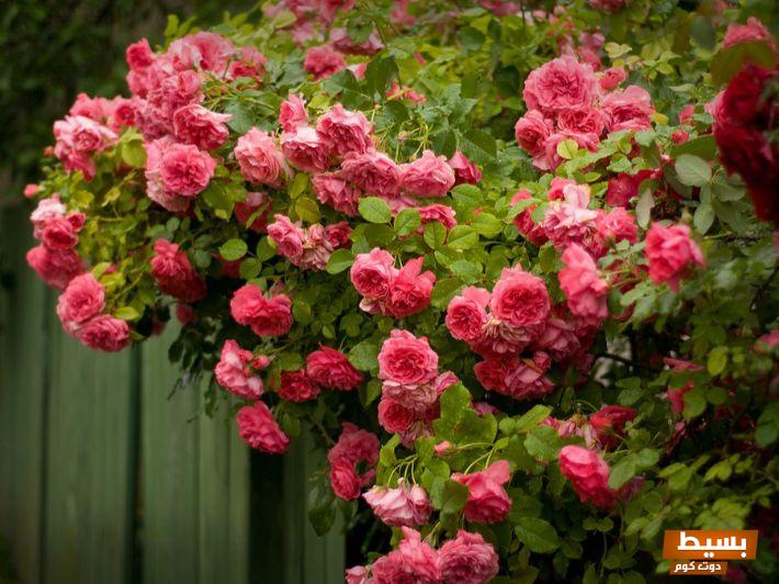 تعرف على تأويل الورد الجوري في المنام ومعناه بالتفصيل اكتشف رموز الجمال والحنين المخبأة في أحلامك! 11 الورد الجوري في المنام