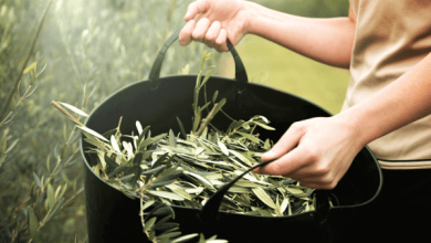 أضرار ورق الزيتون على الكلى اكتشف المخاطر الصحية المفاجئة التي قد تؤثر على صحتك! 5 تجربتي مع ورق الزيتون للسكر23