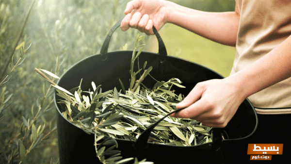 أضرار ورق الزيتون على الكلى اكتشف المخاطر الصحية المفاجئة التي قد تؤثر على صحتك! 1 تجربتي مع ورق الزيتون للسكر23