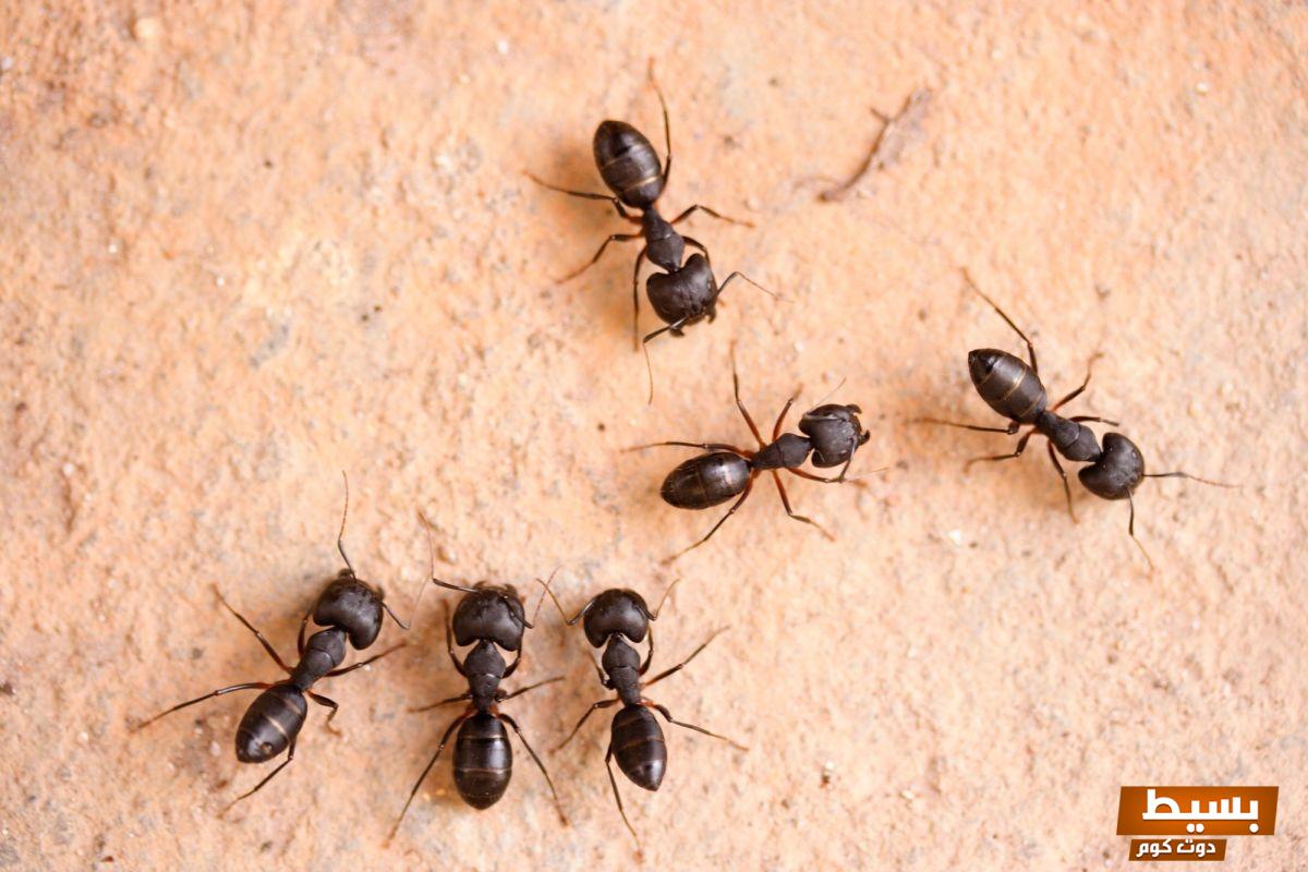 تفسير النمل في المنام على الجسم دلالات ورموز مثيرة تكشف لك أسرار رؤياك! 7 تفسير النمل في المنام على الجسم