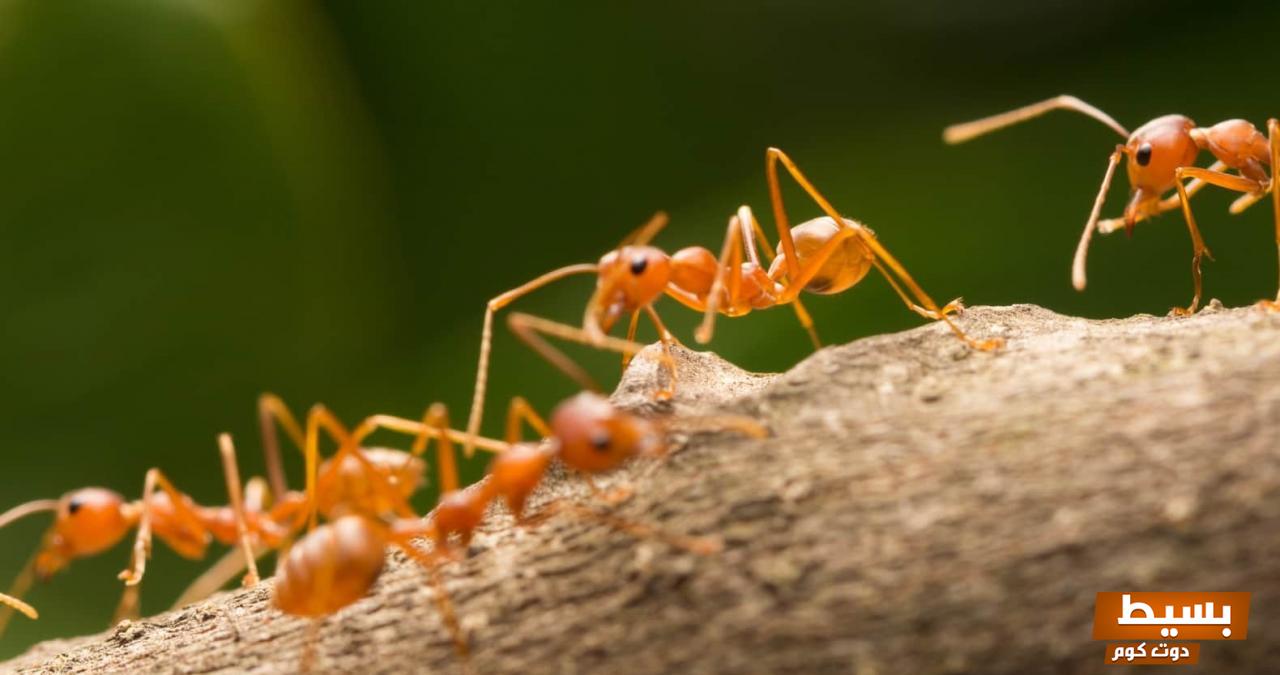 ما هو تفسير النمل في المنام لابن سيرين بشرة خير أم تحذير من شر محتمل اكتشف الدلالات العميقة! 2 تفسير النمل في المنام