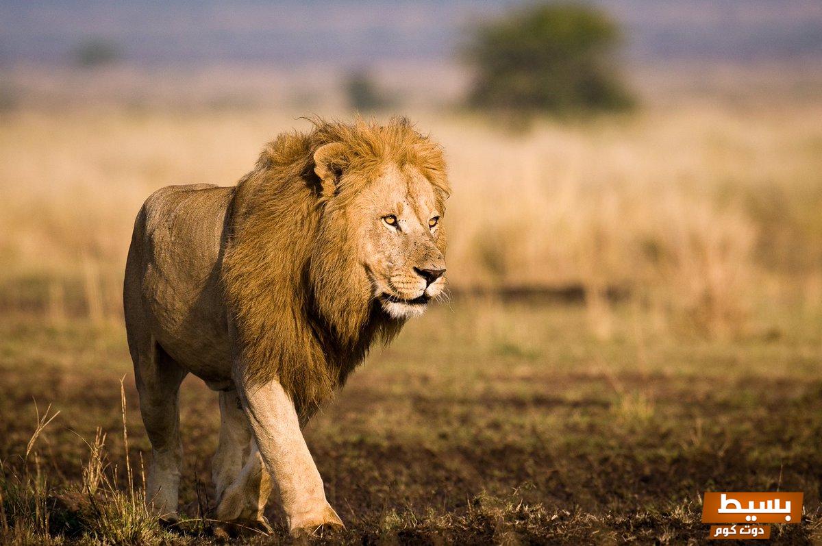 تفسير حلم قتل الأسد اكتشف دلالاته المذهلة وتأثيرها العميق على حياتك! 5 تفسير حلم الاسد في المنام لابن سيرين