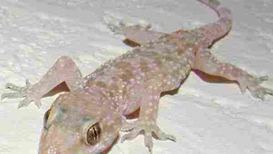 هل الوزغ في المنام يدل على السحر؟ اكتشف المعاني الخفية وراء ظهور هذه الحشرة في أحلامك! 4 تفسير حلم البرص للعزباء لابن سيرين