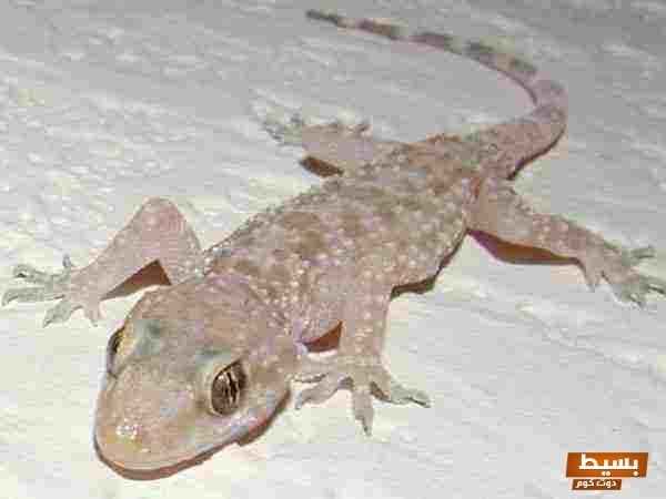 هل الوزغ في المنام يدل على السحر؟ اكتشف المعاني الخفية وراء ظهور هذه الحشرة في أحلامك! 1 تفسير حلم البرص للعزباء لابن سيرين